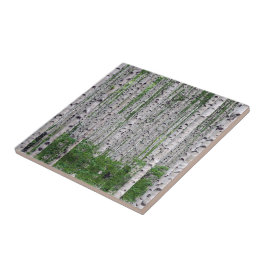 Azulejo Naturaleza de los bosques de árboles de aves