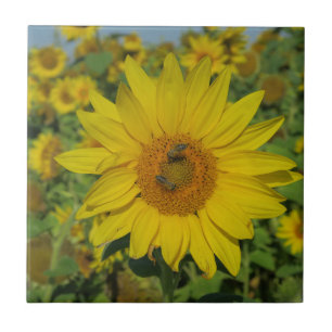 Azulejo naturaleza, flor, verano, girasol, floración, flor