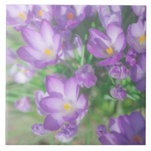 Azulejo Naturaleza Púrpura Púrpura Pastel Crocus Flores Fl
