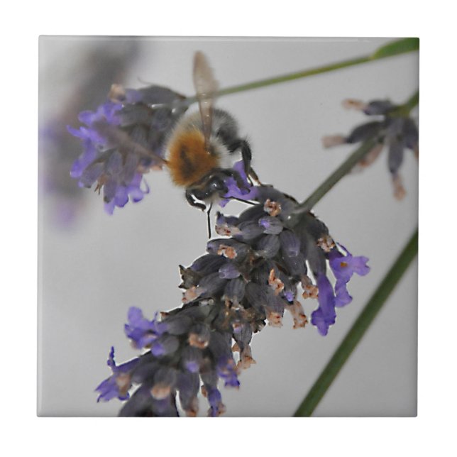 Azulejo Naturas trabajadores maravillosos (Frente)