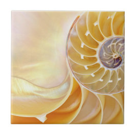 Azulejo Nautilus Ceramic Tile
