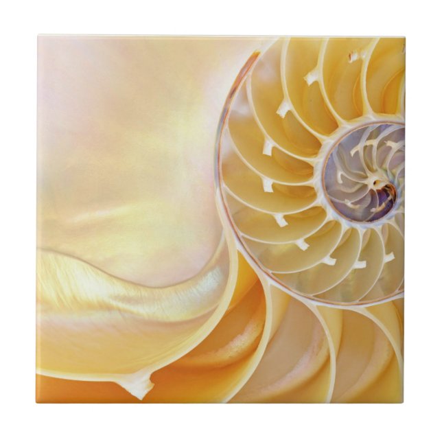 Azulejo Nautilus Ceramic Tile (Frente)