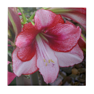 Azulejo Navidades Amaryllis Flamorosa Festividad Roja