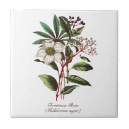 Azulejo Navidades botánicos de época Rosa Flor Bouquet