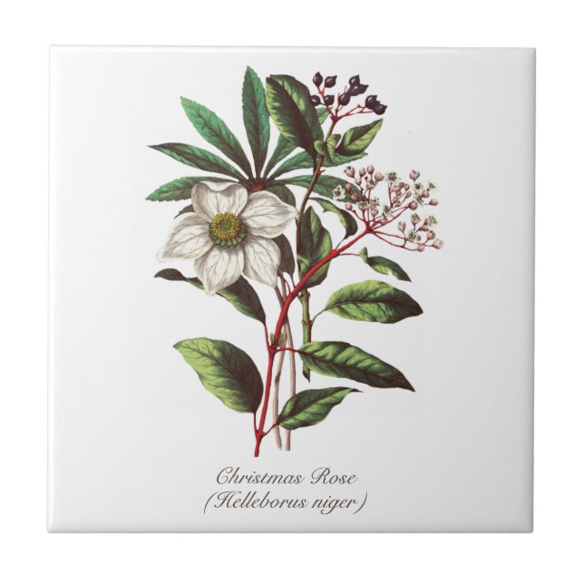 Azulejo Navidades botánicos de época Rosa Flor Bouquet (Frente)