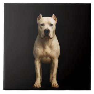 Azulejo Negro 4 Luxe con Dogo Argentino Audaz