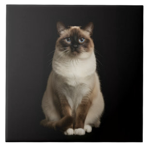 Azulejo Negro 4 Luxe con Gato Birmano