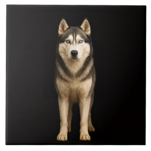 Azulejo Negro 4 Luxe con Icy Elite Husky