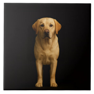 Azulejo Negro 4 Luxe con Labrador Minimalista