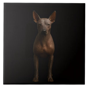 Azulejo Negro 4 Luxe con Perro Pila Argentino