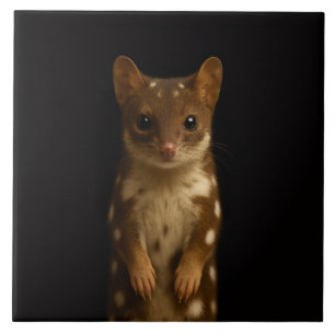 Azulejo Negro 4 Luxe con Quoll Dulce