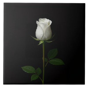 Azulejo Negro 4 Luxe con Rosa Blanca Pura