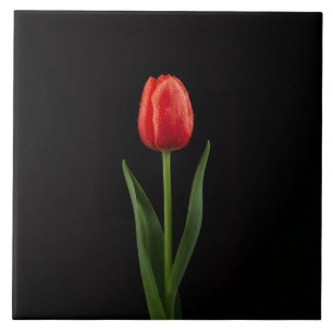 Azulejo Negro 4 Luxe con Tulipán Rojo Rubí