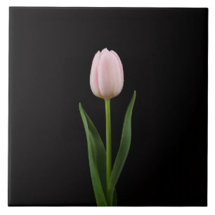 Azulejo Negro 4 Luxe con Tulipán Rosa Pálido