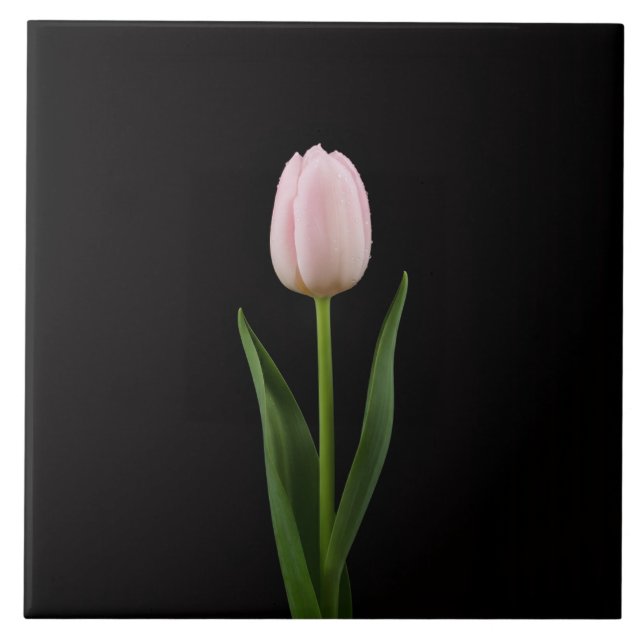 Azulejo Negro 4 Luxe con Tulipán Rosa Pálido (Frente)