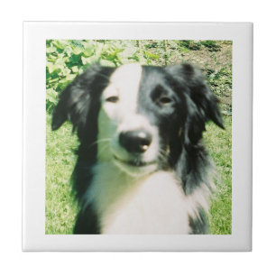 Azulejo Negro Y Blanco