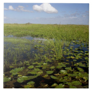 Azulejo Nenúfares y hierba serrada en los Everglades de Fl