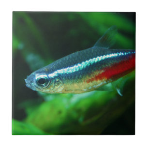 Azulejo Neon Tetra Fish Paracheirodon Innesi