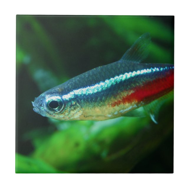 Azulejo Neon Tetra Fish Paracheirodon Innesi (Frente)