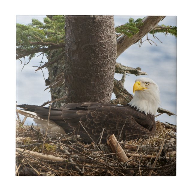 Azulejo Nesting Bald Eagle (Frente)