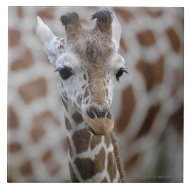 Azulejo Netzgiraffe, reticulata de los camelopardalis del (Frente)