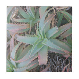 Azulejo Nevada succulantes