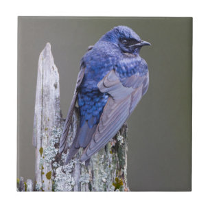 Azulejo Nido de macho de golondrina purpúrea sobre el lago