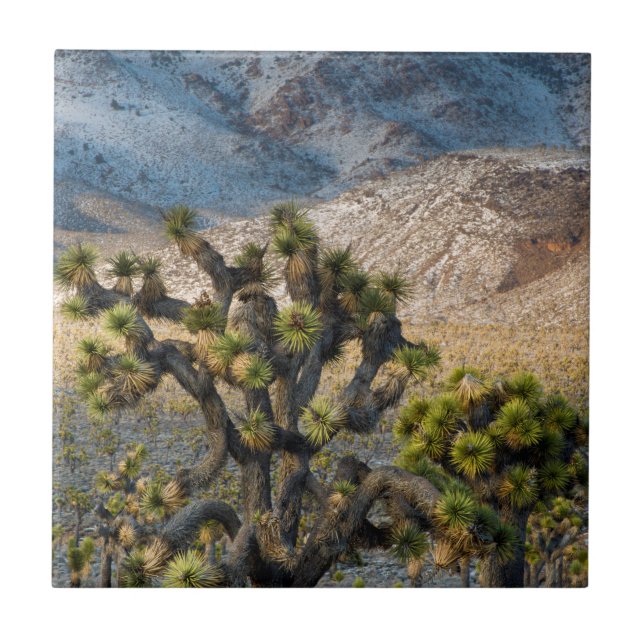 Azulejo Nieve En El Valle De La Muerte (Frente)