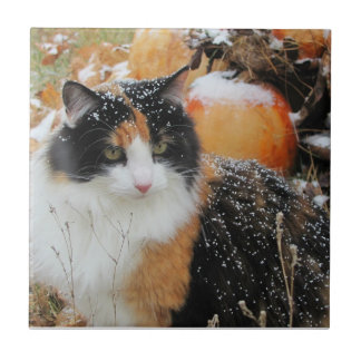 Azulejo Nieve en la gatita calicó