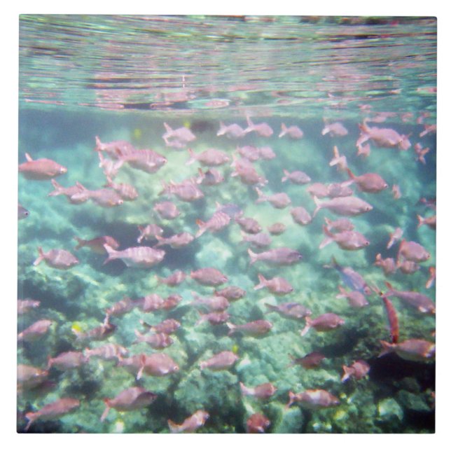 Azulejo Nilo cerámico de Bonito de pescado tropical (Frente)