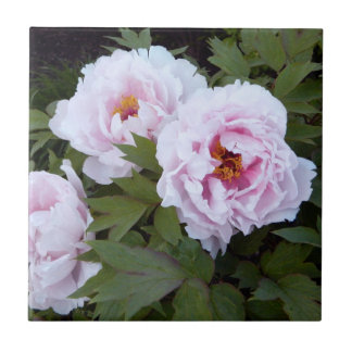 Azulejo Nilo decorativo de peones rosados de bonito