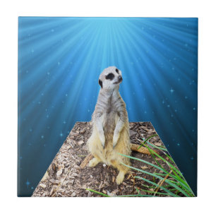 Azulejo Noche de Meerkat Azul,