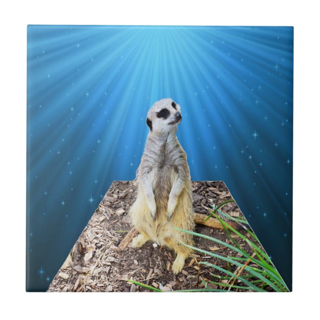 Azulejo Noche de Meerkat Azul, (Frente)