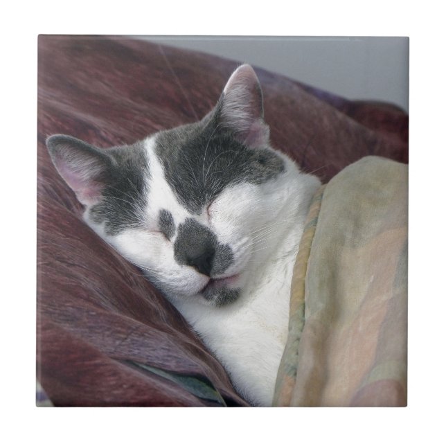 Azulejo Nomenclatura de gatos (Frente)