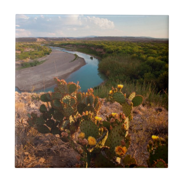 Azulejo Nopal (Opuntia Sp.) (Frente)
