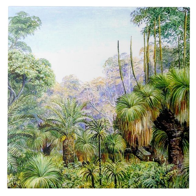 Azulejo Norte - Escena forestal en Australia Occidental (Frente)
