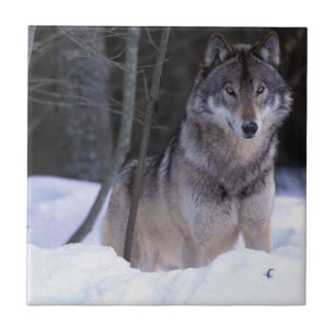 Azulejo Norteamérica, Canadá, Canadá Oriental, Lobo gris