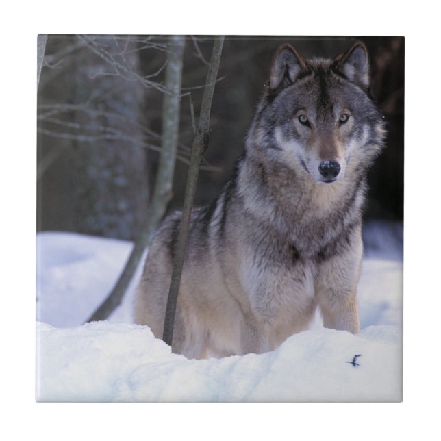 Azulejo Norteamérica, Canadá, Canadá Oriental, Lobo gris (Frente)