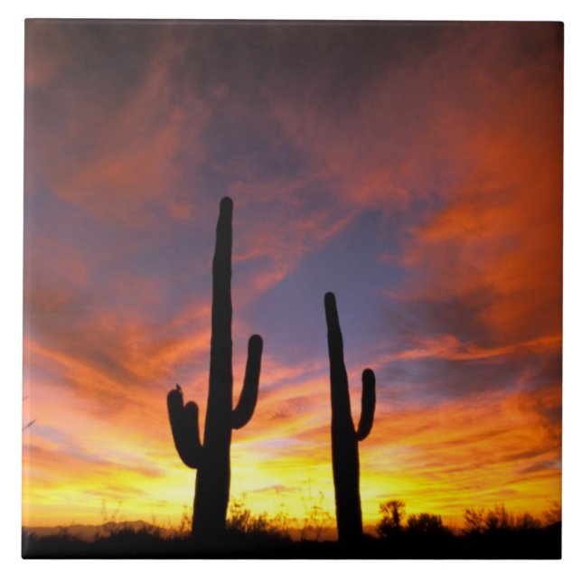 Azulejo Norteamérica, Estados Unidos, Arizona, desierto de (Frente)