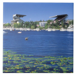 Azulejo Norteamérica, Estados Unidos, Estado de Washingto