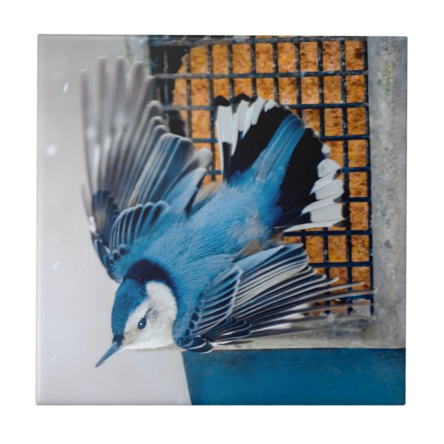 Azulejo Nuthatch blanco en nieve - foto original (Frente)