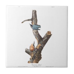 Azulejo Nuthatch de Audobon