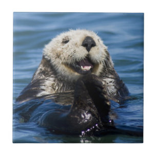 Azulejo Nutria marina de California Enhydra lutris) se aci