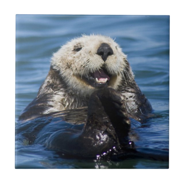 Azulejo Nutria marina de California Enhydra lutris) se aci (Frente)