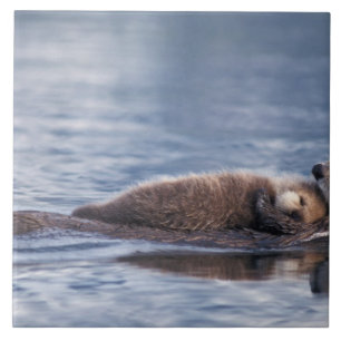 Azulejo nutria marina, Enhydra lutris lutris