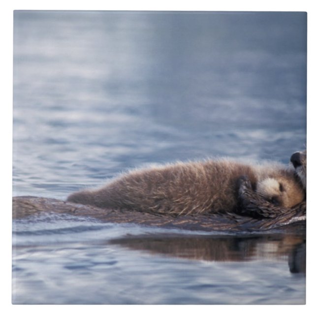 Azulejo nutria marina, Enhydra lutris lutris (Frente)