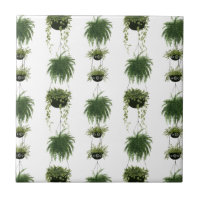 Oasis interior | Cestas colgantes