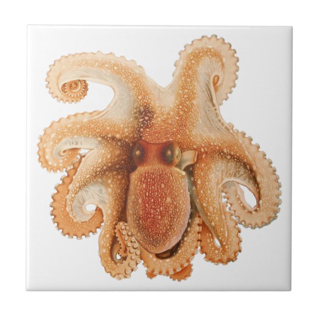 Azulejo Octopus Salutii, Animales Acuáticos Marinos (Frente)