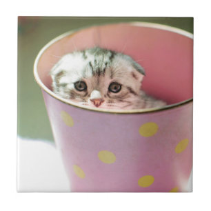 Azulejo Ocultación del gatito