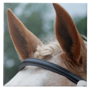 Azulejo oídos del caballo